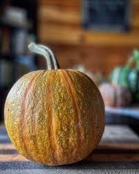 Roxanne Ahern on X: One of my favorite pumpkin varieties, it gives me  pepitas, or naked pumpkin seeds! And it's name is the best: Lady Godiva  t.co2VDa870Pr2  X