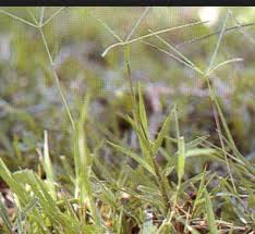 Rumput grinting memiliki kelebihan tersendiri diantara jenis jenis rumput lain. Just Sharing Ramuan Herbal Untuk Ikan Air Tawar