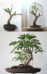 Bonsai Method Images Bonsai Gallery Indoor Bonsai Tree Bonsai Ficus Indoor Bonsai