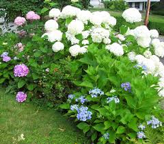 If you do choose to trim or shape the plant, do so immediately after the shrub blooms in. Hydrangeas Not Blooming Here S Help By Lynette L Walther Rockland Camden Knox Courier Gazette Camden Herald