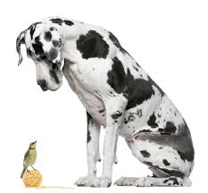 Our one focus is that your dogs and cats stay happy, safe, and healthy during their stay with us. Best Friends Animal Clinic Veterinarian Lake Charles La