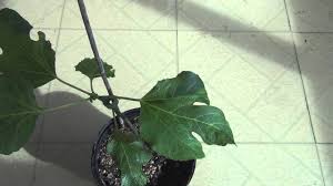 Blister mites transmit fig mosaic virus; Fig Mosaic Virus Youtube