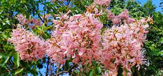 Image result for Rinorea brachypetala