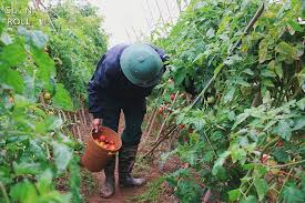 Những lợi ích của rau hữu cơ có thể bạn chưa biết – Cuốn's Farm