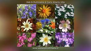 Regione italiana a statuto speciale. Flora Del Friuli Venezia Giulia Presentazione Youtube