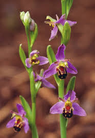 Image result for Scleria lateritica