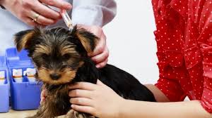 If your german shepherd puppy has not received any vaccines or veterinary care, you should look for a different breeder no matter how cute the puppy is. Puppy Vaccination Schedule What Shots When All Things Dogs All Things Dogs