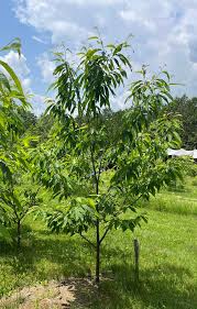 Image result for Light Chestnut 1990 US Government