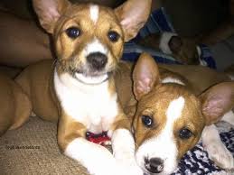 These basenji puppies located in wisconsin come from different cities, including Basenji Dog For Sale Petfinder