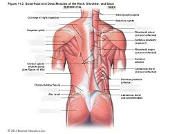 The neck is the area between the skull base and the clavicles. Superficial And Deep Muscles Of The Neck Shoulder And Back Diagram Quizlet