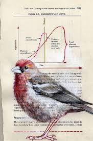 Birds Of Cape Cod Book Finch Curve Pencil And A Little Gesso And Gouache On Found Paper By Paula Bird Art Birds Painting Bird Illustration