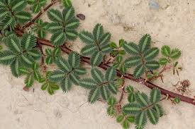 Image result for Neptunia oleracea