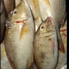 Daftar ikan cupang giant hari ini agustus 2020 terbaru … macam macam gambar ikan cupang hias ikan cupang laga ikan … Ikan Kakap Putih