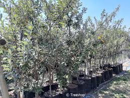 Image result for Brachylaena discolor