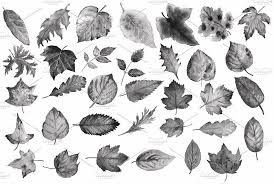 Leaf brushes really come in handy from simple ones, colorful ones with autumn's magic to just green and even until they get dried. Watercolor Leaf Photoshop Brush Leaf Watercolor Photoshop Brushes Photoshop Brushes Watercolor Leaves Photoshop Watercolor