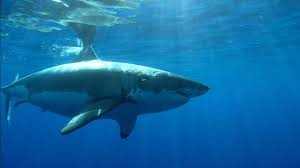 How To Bleed A Shark Ready To Take Home. - Youtube