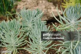 Image result for tbn:HNtrRnQBmFuaxM::www.bluechopsticks.com/img_large/800CC_0805S1015.jpg