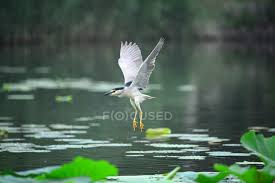 Ponds may arise naturally in floodplains as part of a river system or can simply be an isolated depression. Beautiful Heron Bird Flying Above Calm Water In Pond Green Lotus Water Lilies Stock Photo 293384016