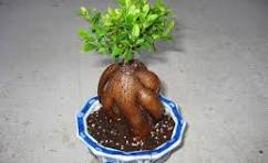 China Good Quality S Shaped Bonsai Tree - Ficus Microcarpa ...
