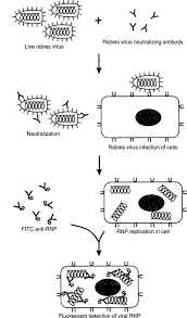 Image result for Neutralization Test