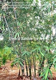 Image result for Bambusa balcooa