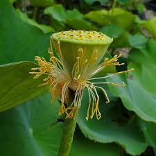 Heilong Jiang Lotus. Our current...