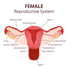 This can effectively educate everyone on the female human body. Female Reproductive System Anatomy Anatomy Drawing Diagram