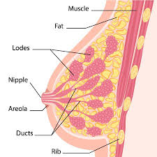 The more questions you get correct here, the more random knowledge you have is your brain big enough to g. Quiz Worksheet Overview Of Lactation Breastfeeding Study Com