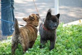 #gif #personal #dog #puppy #kai ken #kaiken #nihon ken #nihonken #furbaby #forever puppy #dog parent #dog mom #japanese #japanese dog. 43 Kai Ken Ideas Kai Ken Japanese Dogs Dog Breeds