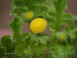 Image result for Grangea maderaspatana