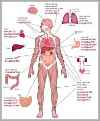 Full Body Diagram Medical Chart Wiring Diagrams