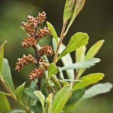 Image result for Myrica