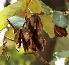 Image result for Pterospermum acerifolium