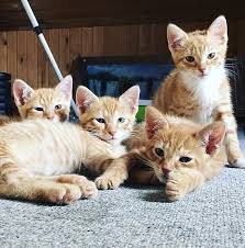 My Brothers Kittens Kinda Look Like A Cool 90s Boy Bandhttps I Redd It C5pxcvkl3pr21 Jpg Kittens Pet Adoption Animal Rescue Shelters