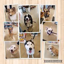 Call us today for more information. Bentley S Pet Stuff Algonquin Il Pet Supplies