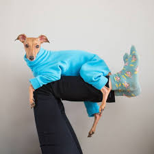 Do You Like Maybe Wanna Hang Out Sometime Like Tonight At My House We Could Watch The Oscars Ig Italian Greyhound Clothes Italian Greyhound Grey Hound Dog