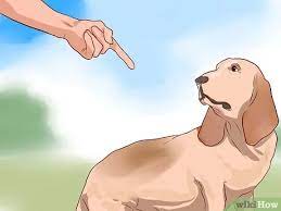 Behind the ears, belly, and top of the head. How To Love Your Dog 12 Steps With Pictures Wikihow