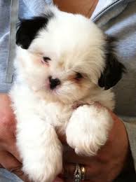Black And White Maltese Shih Tzu Puppy Adorable Shih Tzu Puppy 7 Weeks Old All White With Just The Black Ears What A Cutie Love Shih Tzu Visit Our Websi Cute Baby Animals Cute Animals Puppies