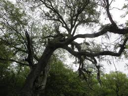 Image result for Newtonia hildebrandtii