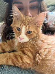 Does this adopted orange tuxedo cat look part Norwegian Forest Cat or Maine  Coon, and what are some name ideas?