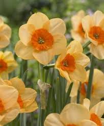 Narcissus Kedron Jonquilla Narcissi Narcissi Flower Bulb Index Narcissus Flower Spring Flowering Bulbs Spring Flowers
