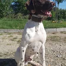 Image result for auvergneský ohař