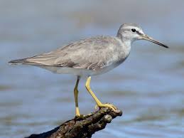 Image result for Tragia brevipes