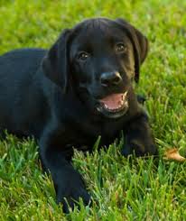 Check out these gorgeous black dog hair at dhgate canada online stores, and buy black dog hair at ridiculously affordable prices. 12 Favorite Black Dog Breeds Mom Com