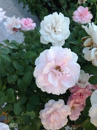 Sooty mould may grow on the honeydew they exude. Rose Pests Identification And Organic Controls For The Landscape