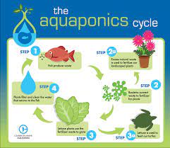 How The New Aquaponics Exhibit Helps Provide Sustainable Food For Sea Turtles Clearwater Marine Aquarium