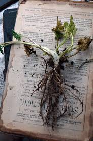 Where did neville longbottom study herbology in harry potter? Pin By Flick On Naturalist Harry Potter Aesthetic Hogwarts Aesthetic Herbology