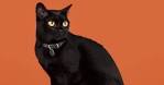 What Kind of Cat Is a Black Cat With Gold Eyes? - Pets