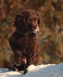 They were used for hunting quail, birds, pheasant, duck, and. Pin By Brooklyn Polk On Water Spaniel American Water Spaniel Spaniel Puppies Dog Breeds