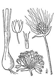 The basal leaves are linear in shape, medium green, glabrous, and Wild Onion Grass Wild Garlic Identification And Control Growit Buildit